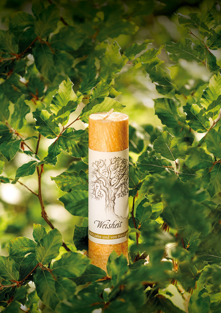 WEISHEIT - BUCHE - Geist der Bäume - Allgäuer Heilkräuter Kerze