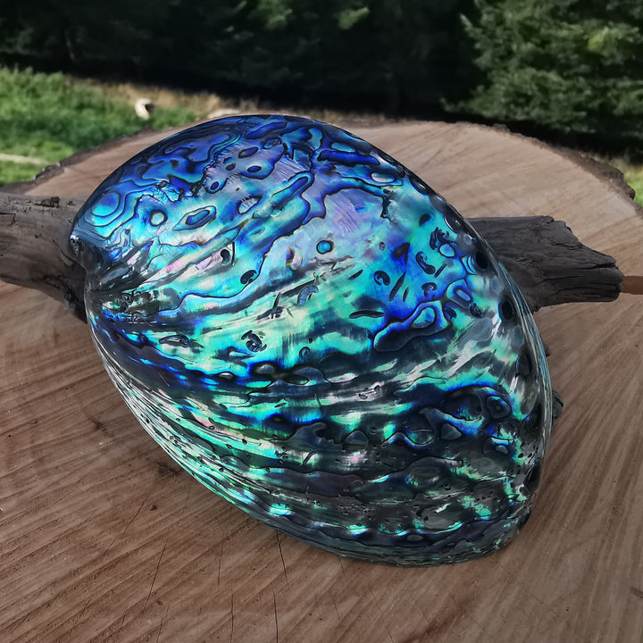 Seeopal (Paua, Abalone) Muschelschale 1