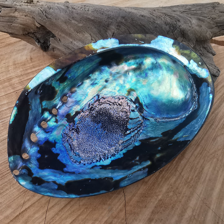 Seeopal (Paua, Abalone) Muschelschale 1