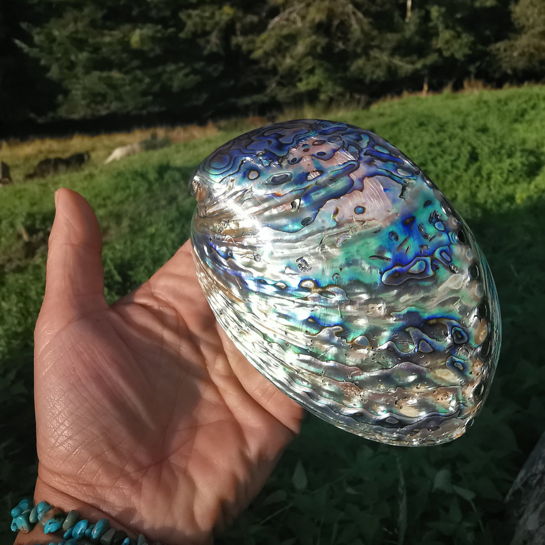 Seeopal (Paua, Abalone) Muschelschale 1