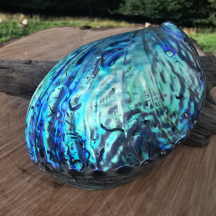 Seeopal (Paua, Abalone) Muschelschale 2