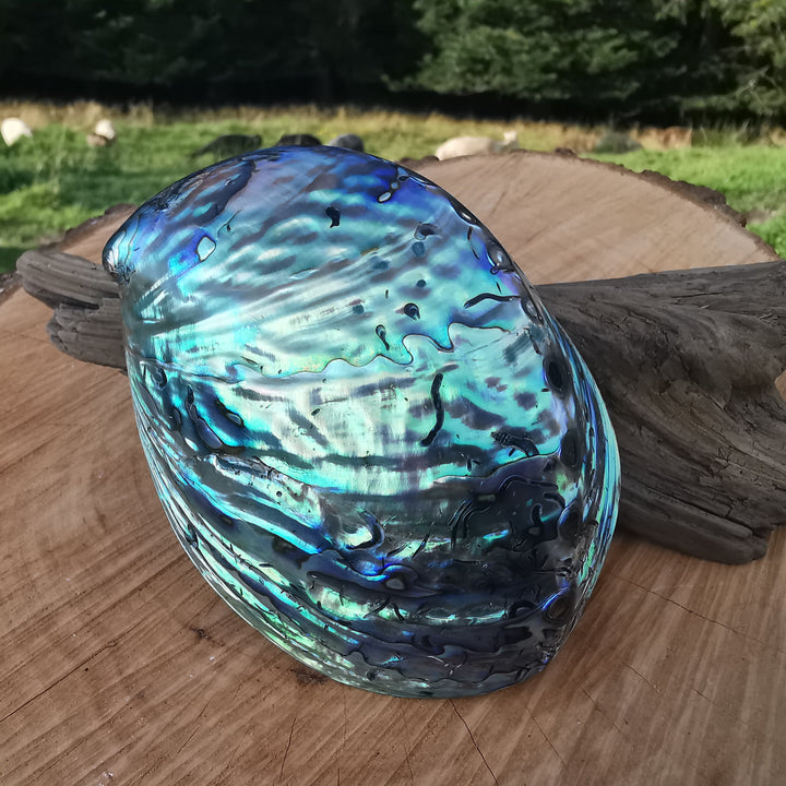 Seeopal (Paua, Abalone) Muschelschale 2