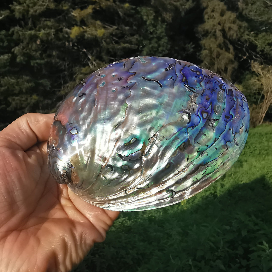 Seeopal (Paua, Abalone) Muschelschale 2