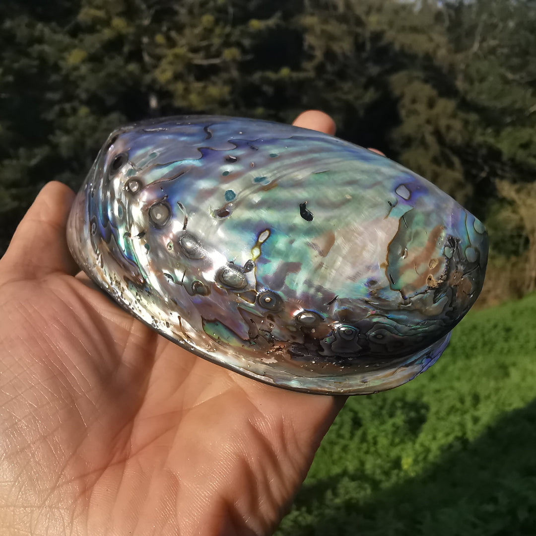 Seeopal (Paua, Abalone) Muschelschale 2