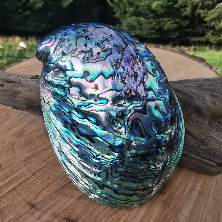 Seeopal (Paua, Abalone) Muschelschale 3