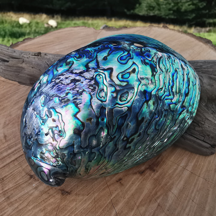 Seeopal (Paua, Abalone) Muschelschale 3