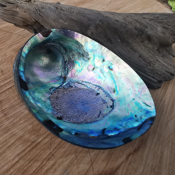 Seeopal (Paua, Abalone) Muschelschale 3