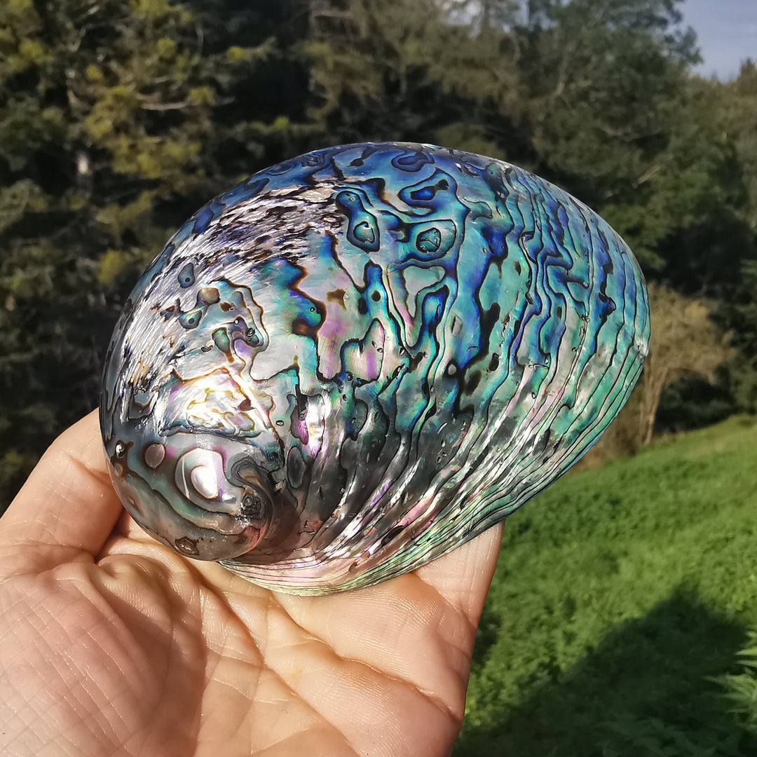 Seeopal (Paua, Abalone) Muschelschale 3