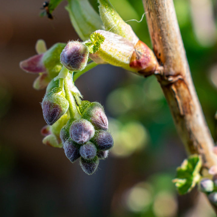 SCHWARZE JOHANNISBEERE Knospenextrakt  Themen: Asthma, Allergien, Heuschnupfen, Ekzeme, Insektenstiche